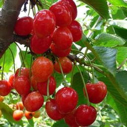 匠心傳承，綠意盎然 探訪山東泰安開發(fā)區(qū)森林木苗木中心盆景藝術(shù)